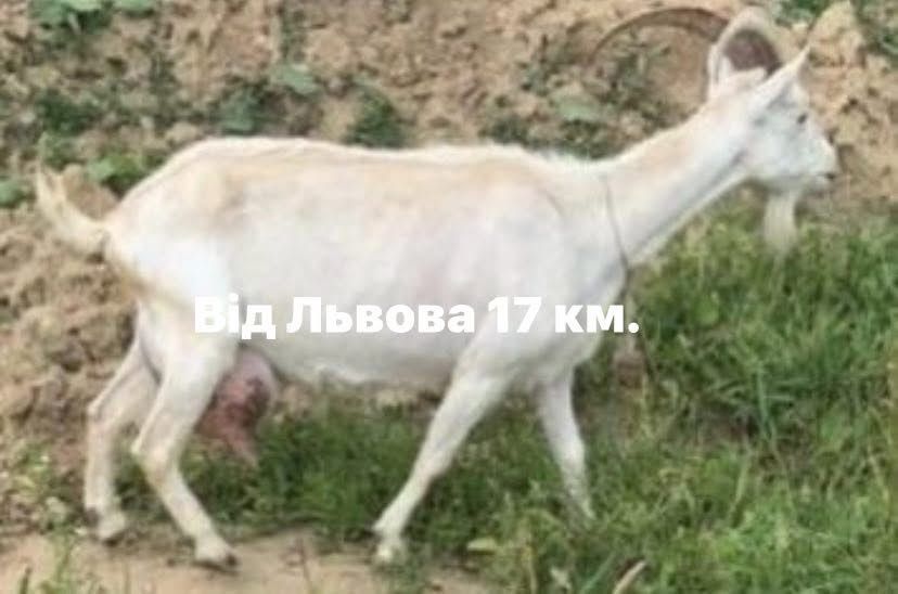 Індики,кури,індокачки(ваговики),кози(5літер молока)