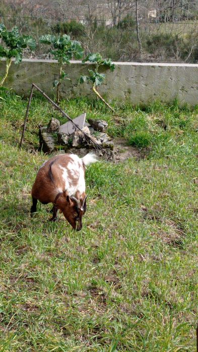 Cabras Anas e Crias Puras