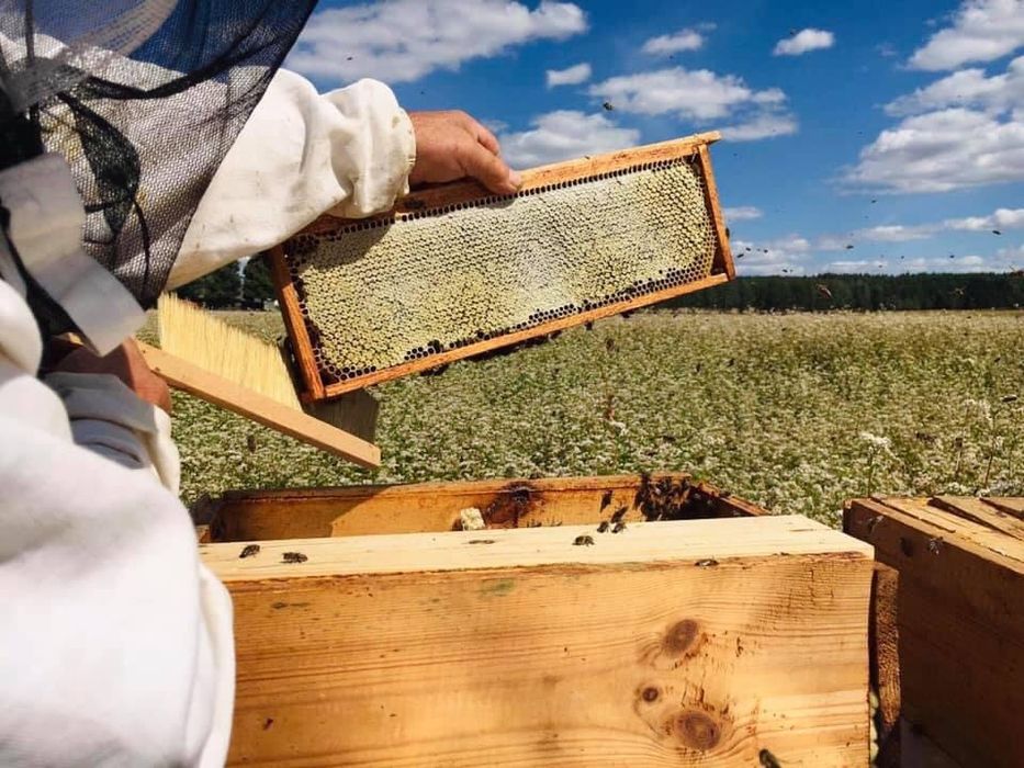 Miód z własnej pasieki