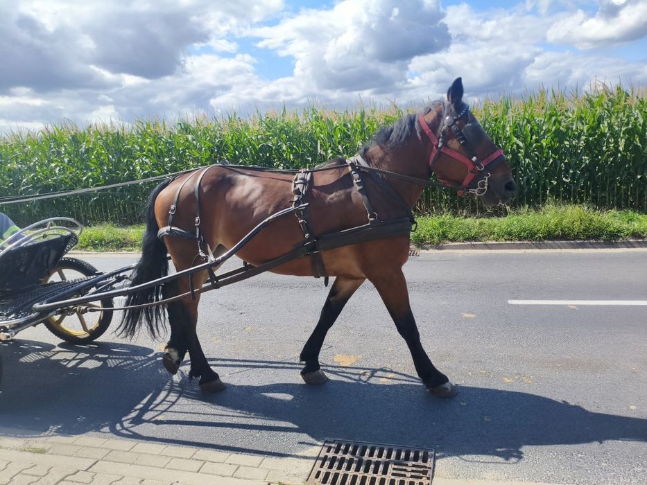 Klacz zaprzągana