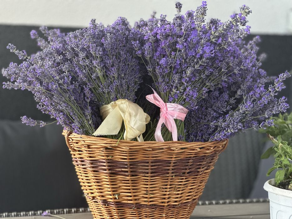 Лаванда в букетиках
