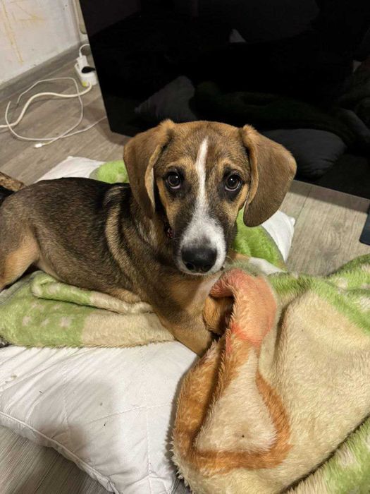 Бигль отдам кобель только звонок