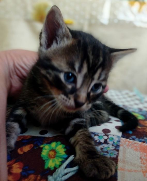 Кошенята, кошеня