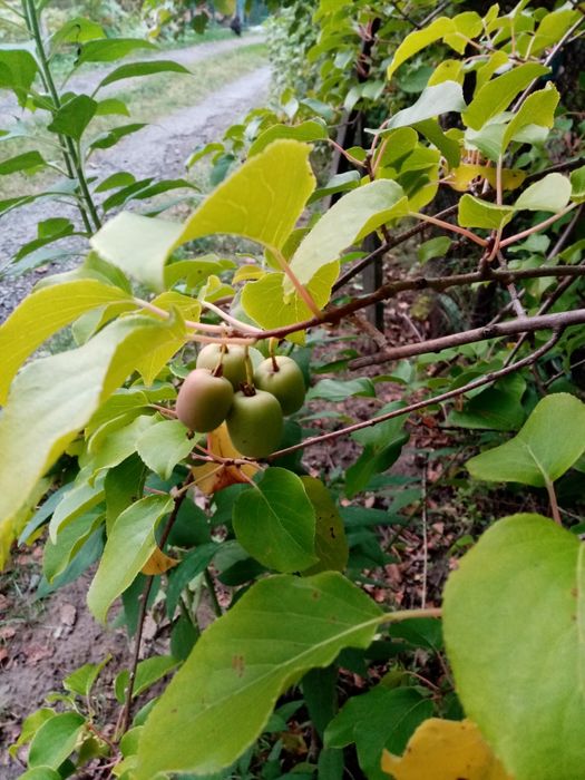Саджанці актинідія (ківі)