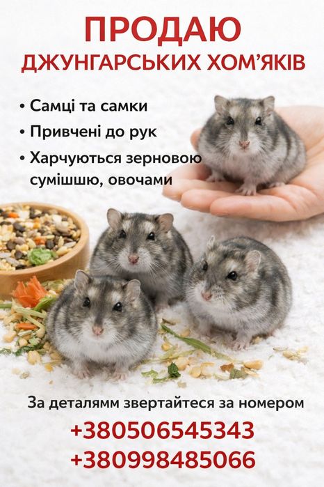 Хом'ячки джунгарики