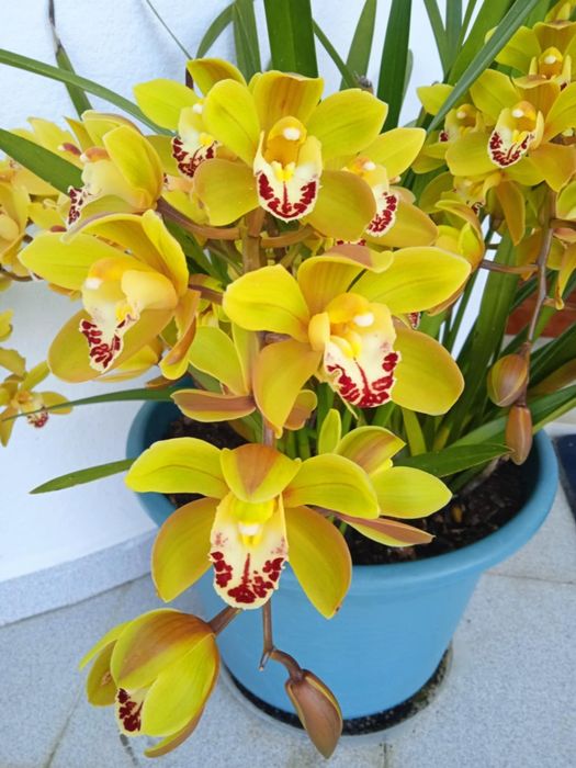 Vendo orquídeas bonitas várias cores