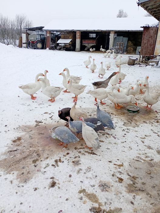 Samce perliki kolorowe.