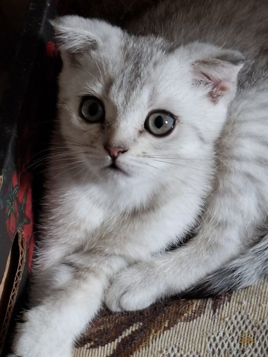 Шотландські кошенята