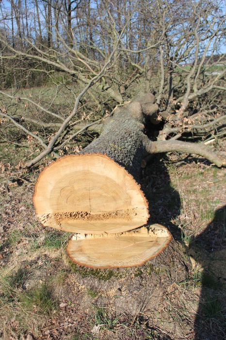 Kłoda dębu, dąb tartaczny