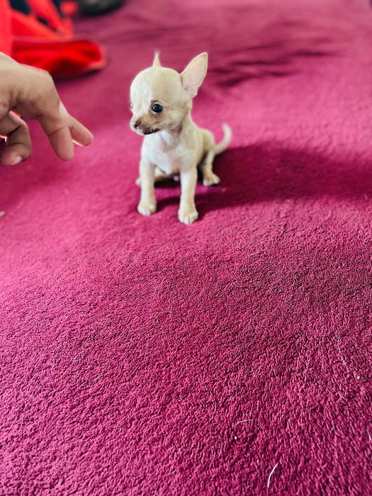 Chihuahua macho miniatura