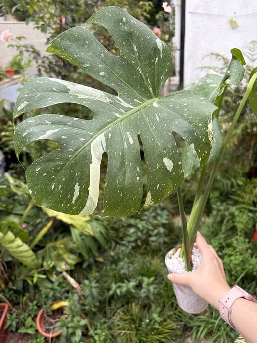 Monstera Thai Constelation