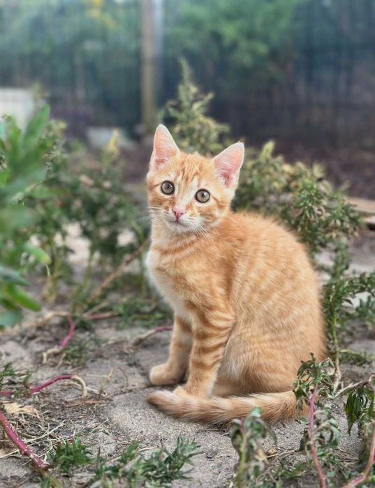 Enzo poleca się do adopcji!