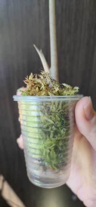 Алоказія Поллі дітка