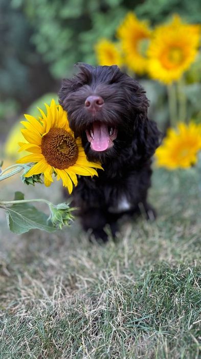 Хаванез, Гаванский бишон. FCI.