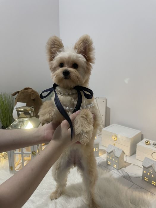 Помапу  чарівні крихітки чекають на вас