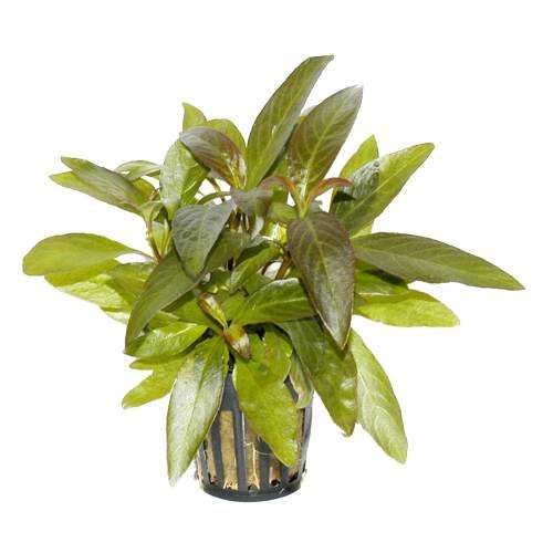 Hygrophila Siamensis – Planta aquática