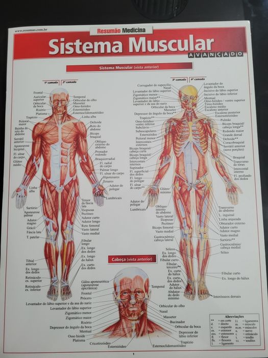 Fichas resumo de Anatomia