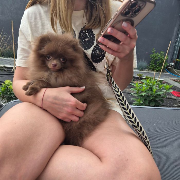 Szpic miniaturowy pomeranian