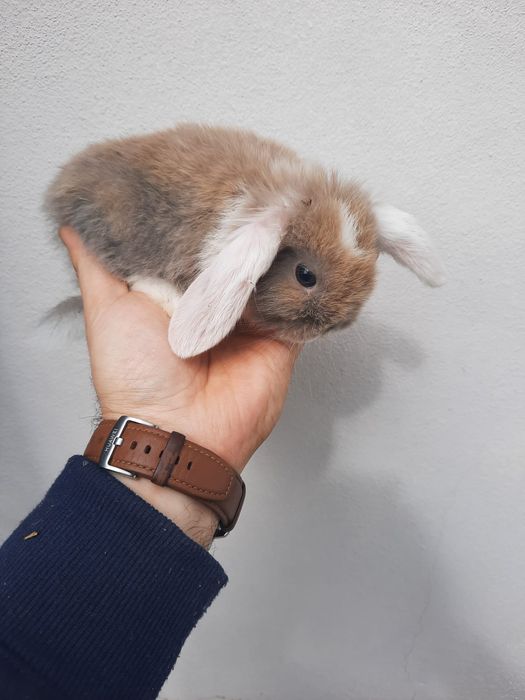 Coelhos anões várias raças