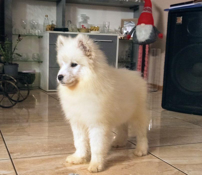 Maluszek Samoyed ZKwP FCI