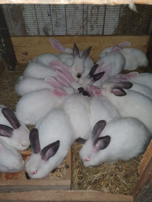 Króliki Kalifornijskie młode