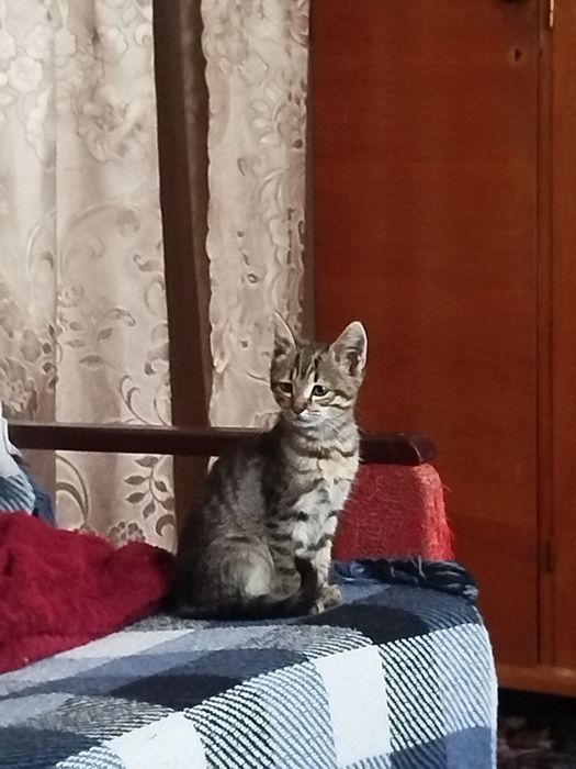 Віддам кошеняток