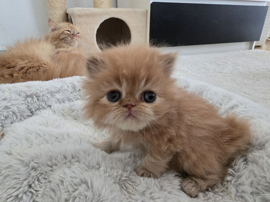 Персицькі котики екстримали