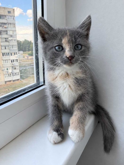 Отдам котенка трехцветку, 1,5 месяца