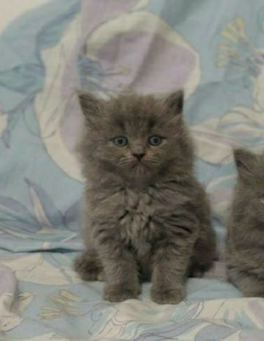 Шотландські кошенята  прямовухий котик