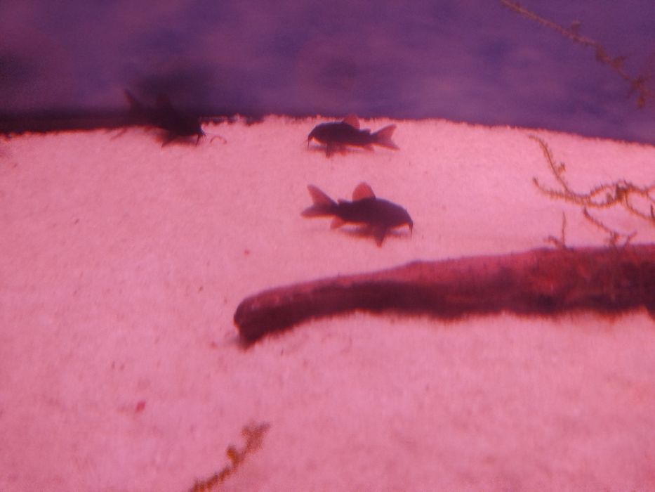 Kirys czarny corydoras scultzei