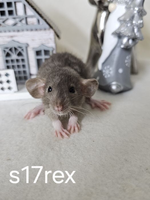 Szczurki szczurek szczury szczur