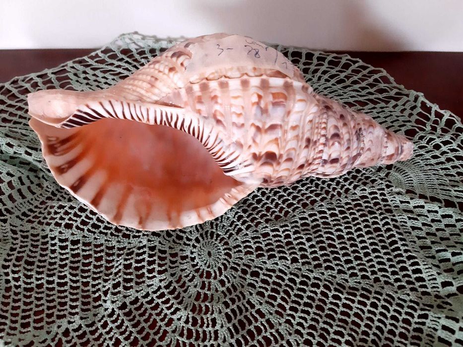 Concha do mar Charonia/ Tritonis / "Trompete Tritão” Especie antiga e rara  dimensões aproximadas: 13 cm o diâmetro; 28 cm de altura (comp).