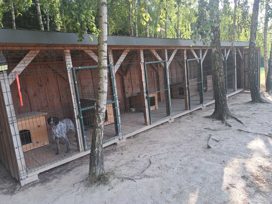 Szkolenie układanie psów myśliwskich psy wyżła posokowca terriera