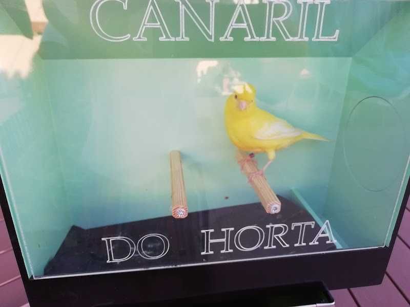 Canários (Foros de Amora)