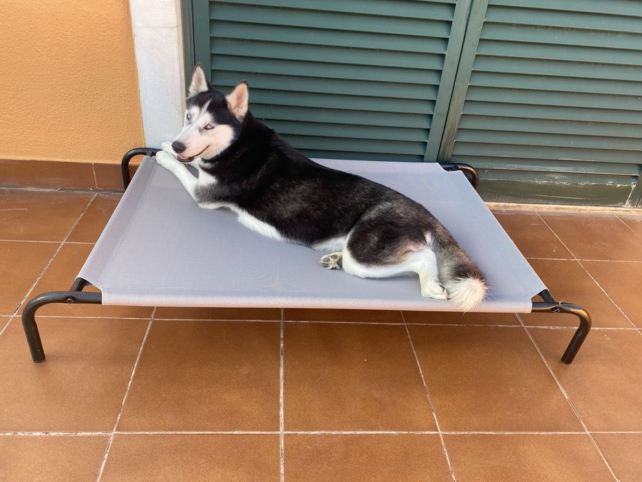 Cama elevada para cão (114 x 76 x 15 cm) — rede respirável