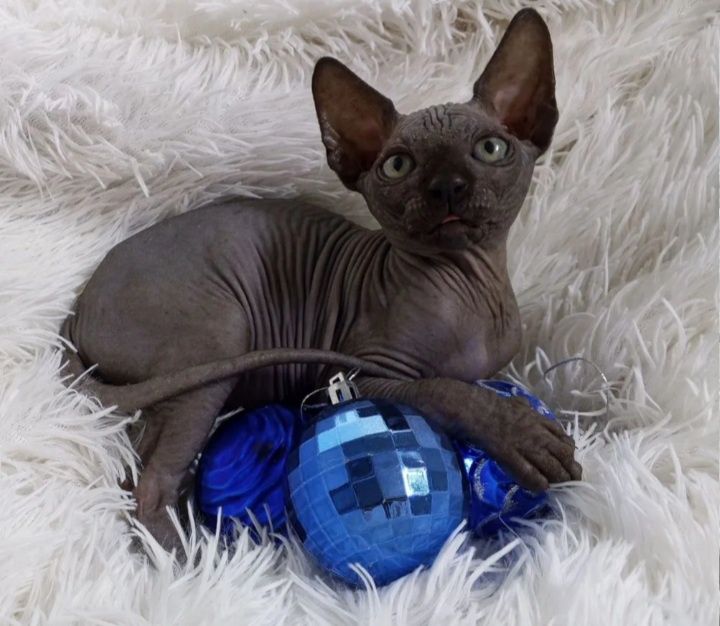 Котята сфинксики