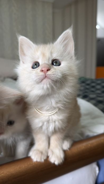 Кошенята Мейн Кун