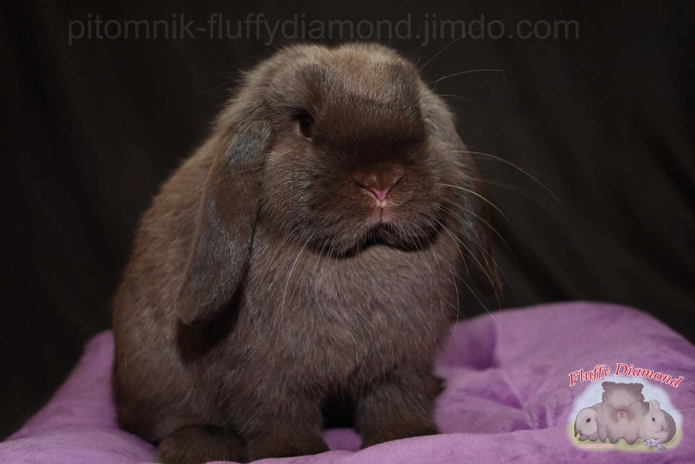 Шоколадні кролики з "Fluffy Diamond". Висловухий кролик з розплідника