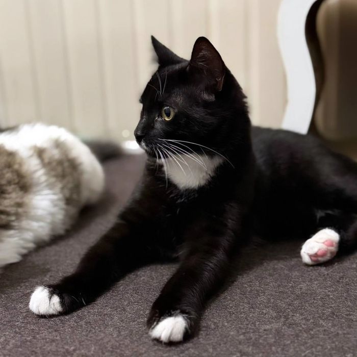 Котёнок, мальчик, 3 мес, очень нужен дом и любящий человек