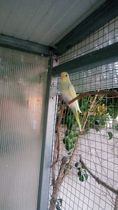 Piriquitos várias cores