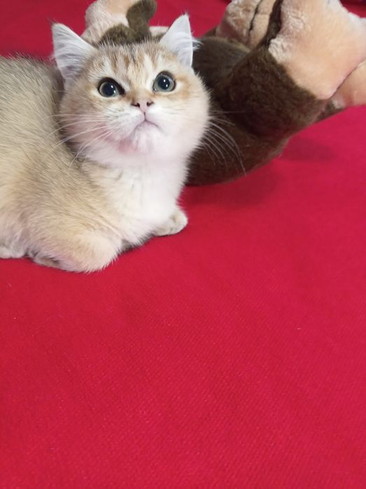 Британські кошенята