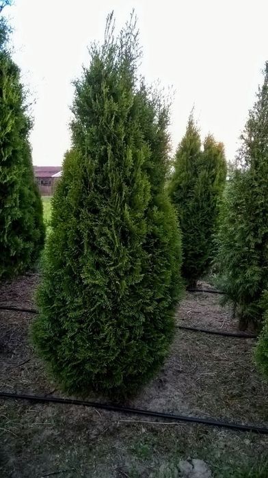 SZMARAGD tuje tuja ZIELONA 2,5 metra-szeroka na 80 cm-CENA 130 zł.