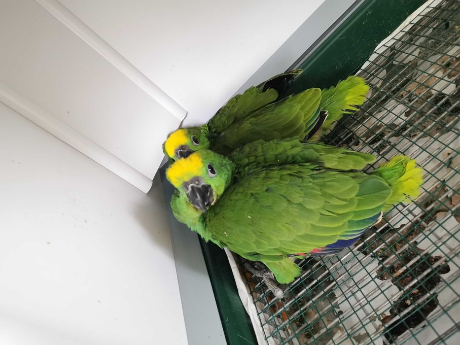 Papagaio amazona ochrocephala