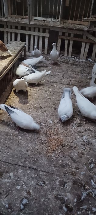 Sprzedam gołębie mewki szeki winerki