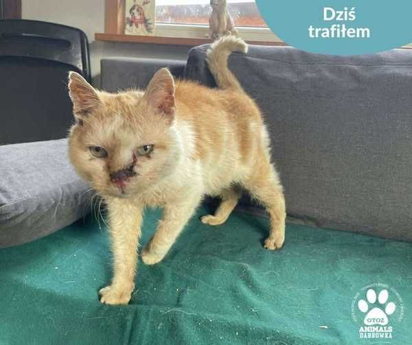 Znaleziono kota - Kamienica Królewska/Dąbrówka k. Wejherowa