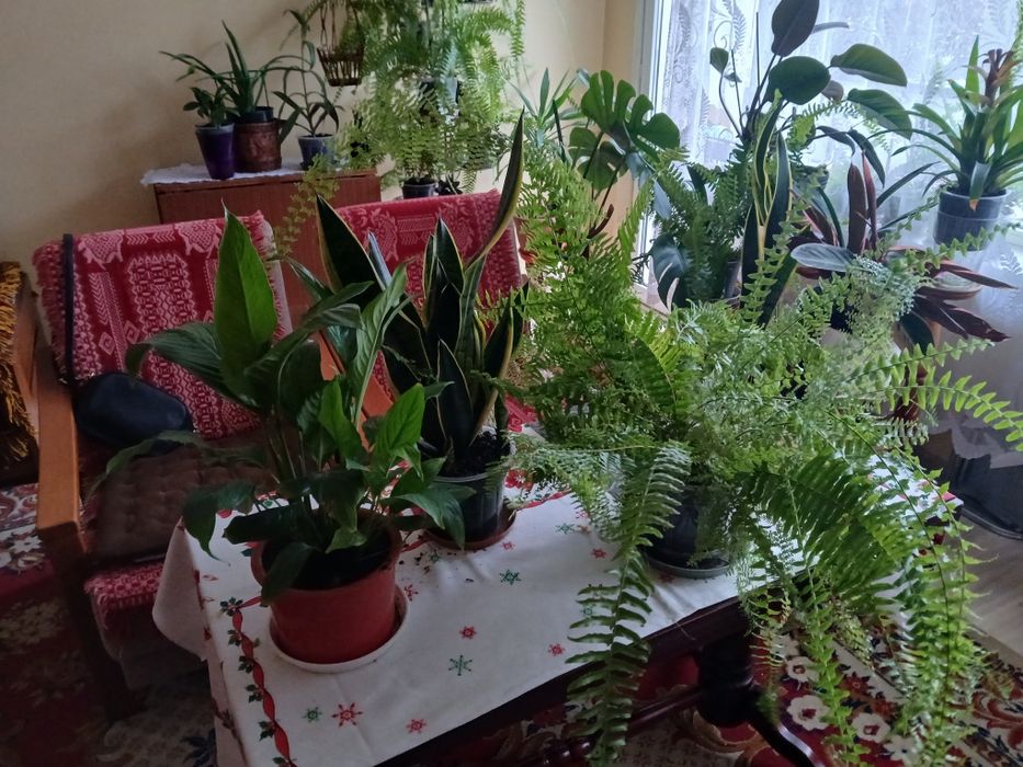 Sprzedam kwiaty doniczkowe