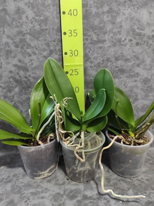 Орхідеї , фаленопсис, відцвіташки