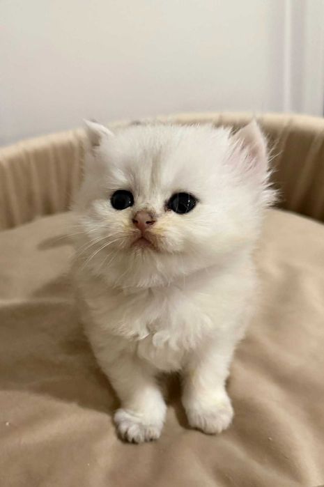 Kot Brytyjski długowłosy