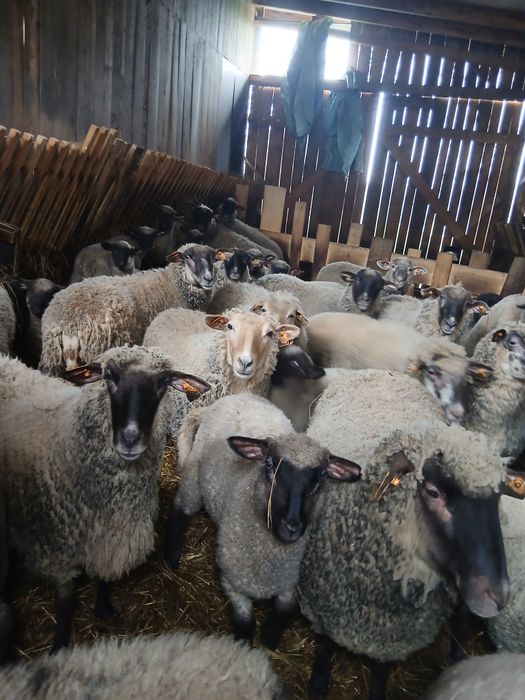 0wce,barany,jagnieta