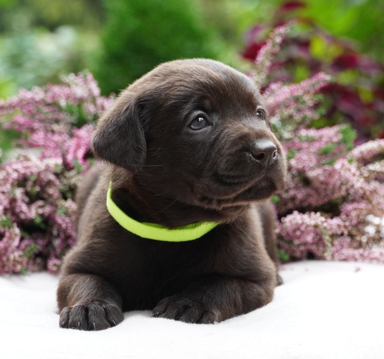 Labrador retriever-czekoladowa suczka ZKwP/ FCI